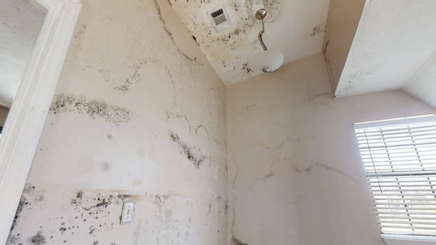 Best Residential Mold Inspection & Testing  in Columbus, NM
