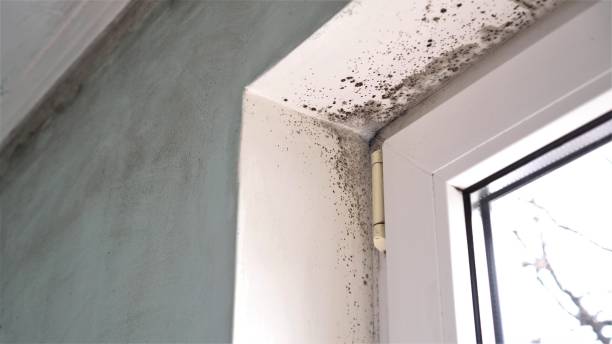 Best Industrial Mold Remediation  in Columbus, NM