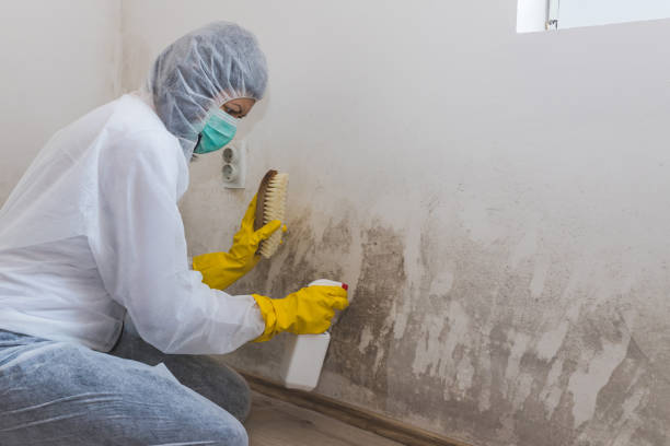 Best Biohazard Mold Removal  in Columbus, NM
