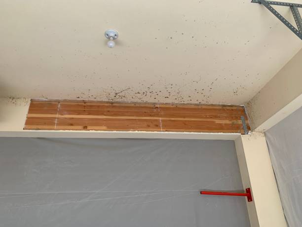 Professional Mold Removal in Columbus, NM