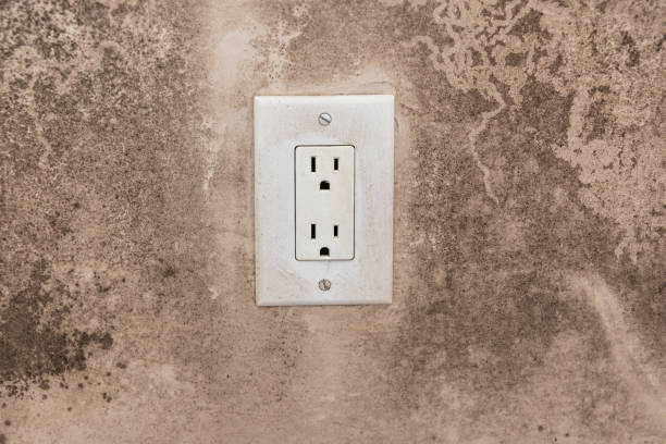 Best Real Estate Mold Inspection  in Columbus, NM
