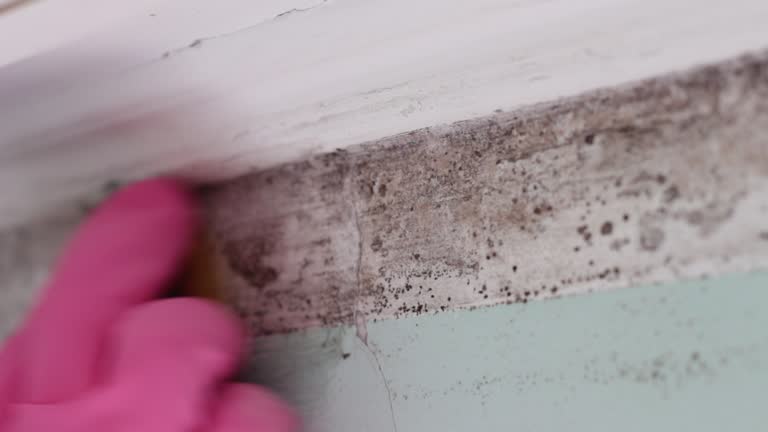Best Mold Remediation for Rental Properties  in Columbus, NM